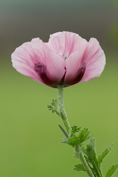 Mohn Impressionen 5