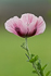 Mohn Impressionen 5