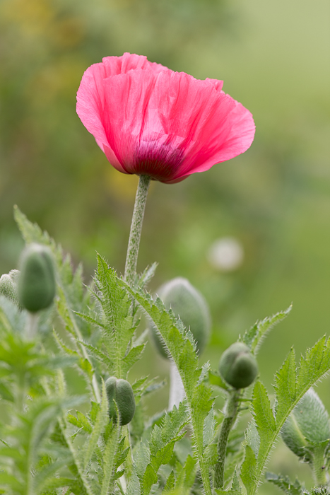 Mohn Impressionen 6