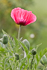 Mohn Impressionen 6