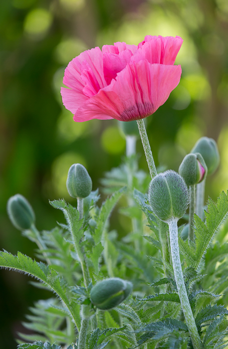 Mohn Impressionen 7