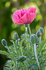 Mohn Impressionen 7
