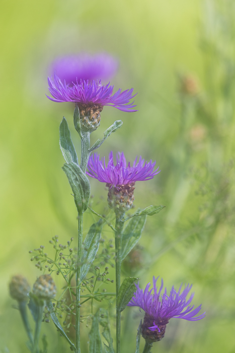 Skabiosen Flockenblume 1