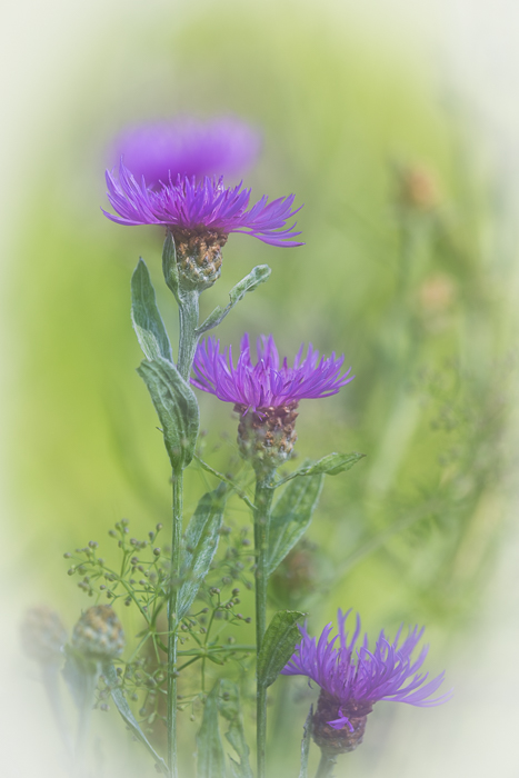 Skabiosen Flockenblume 2