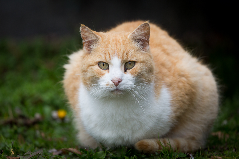 Schau mir in die Augen 1