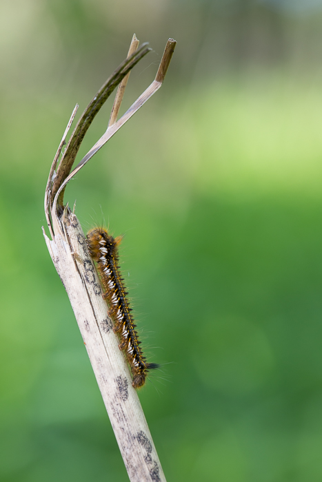 Raupe der Grasglucke 1