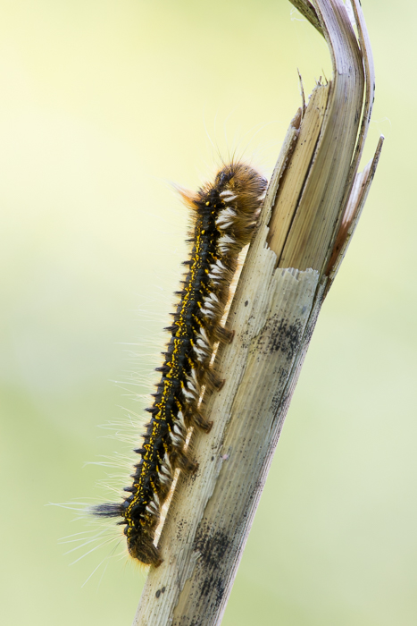 Raupe der Grasglucke 4