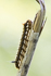Raupe der Grasglucke 4
