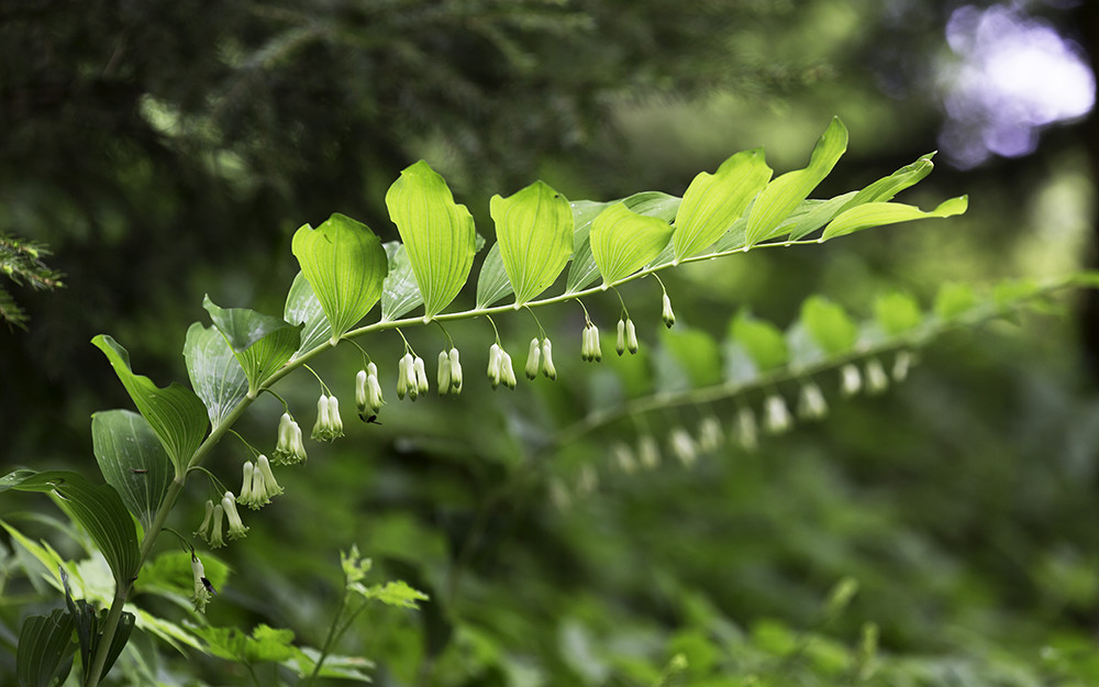 Salomonssiegel oder Weißwurz 1