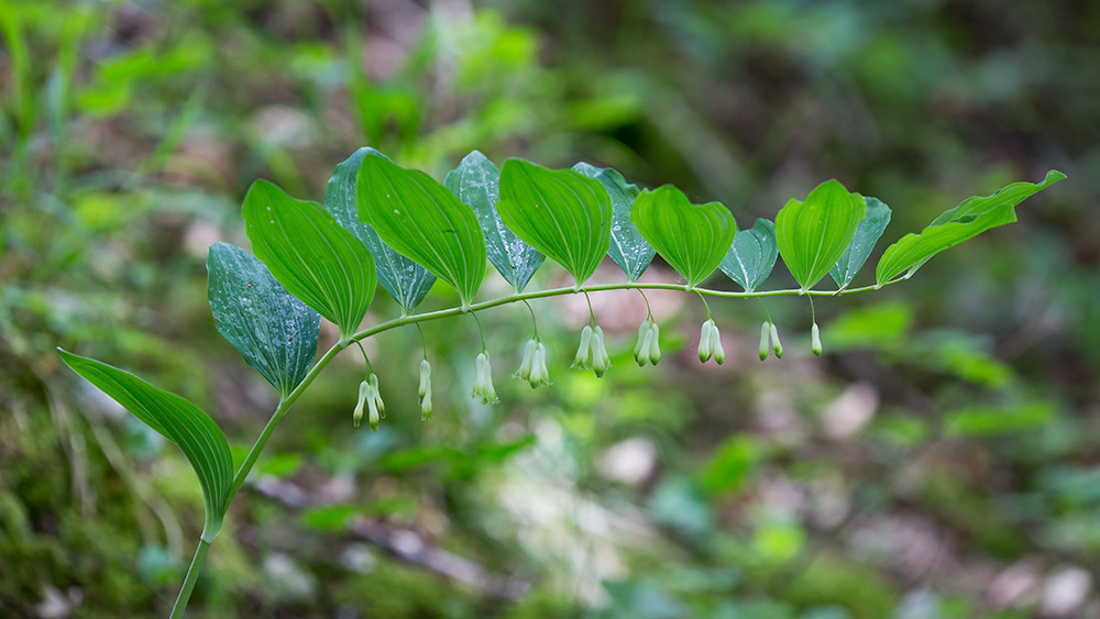 Salomonssiegel oder Weißwurz 2