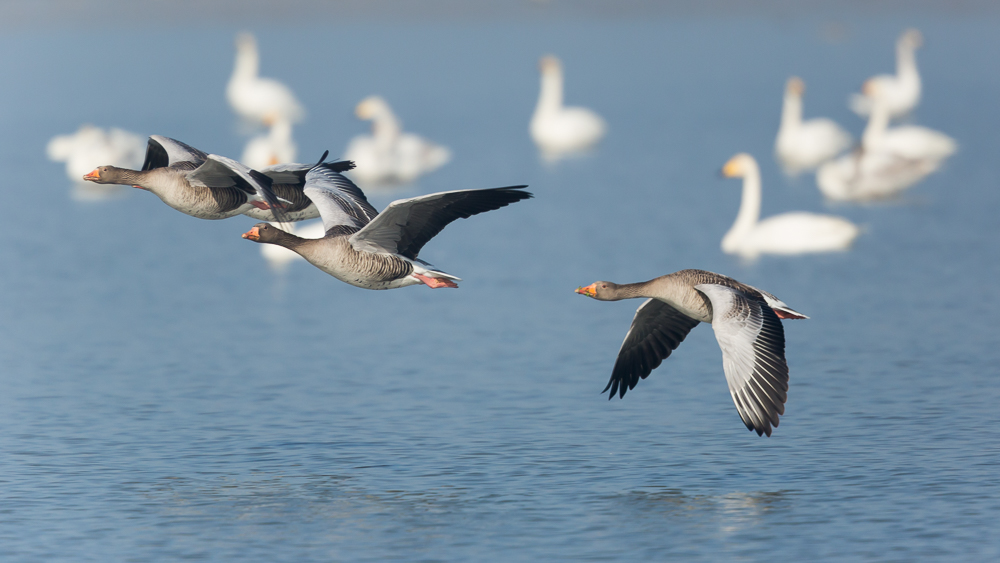 Graugänse im Flug