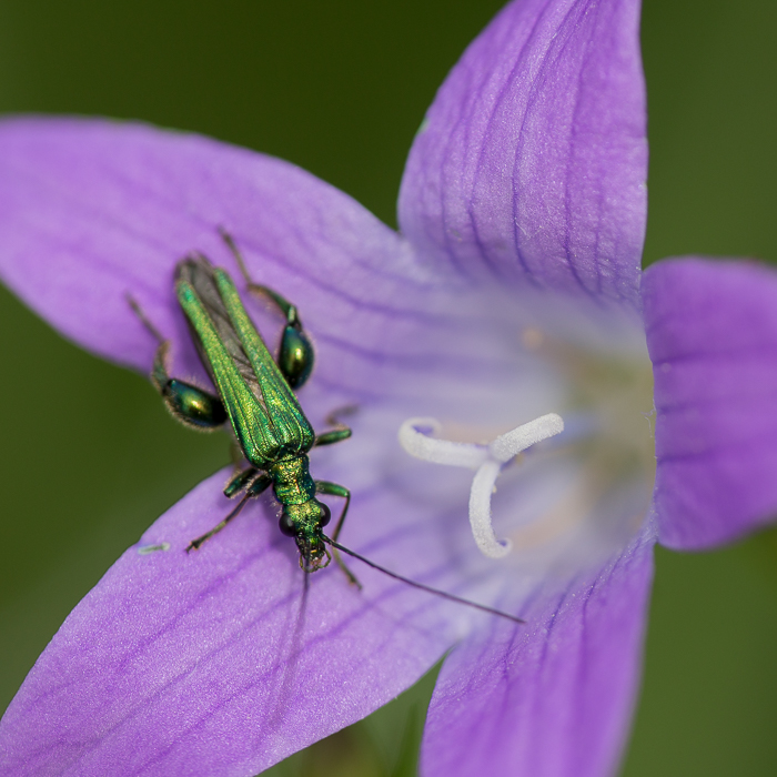 Wiesen Glockenblume mit Scheinbockkäfer männlich
