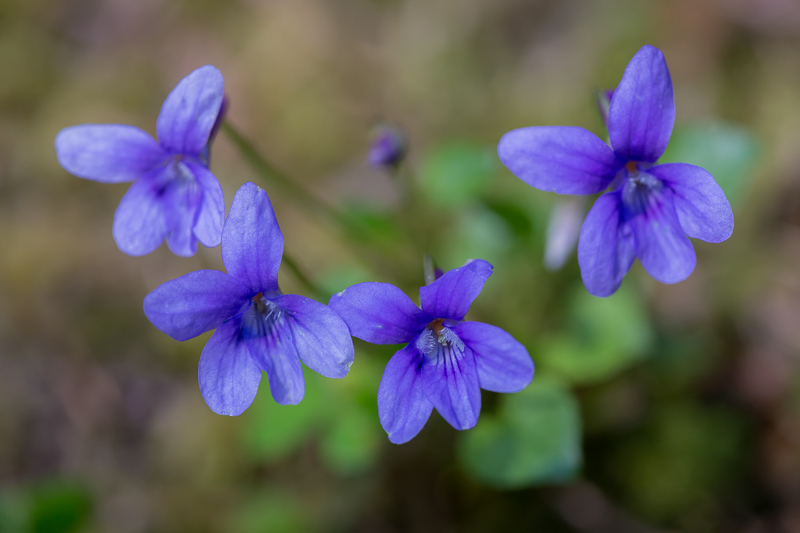 Hainveilchen 4