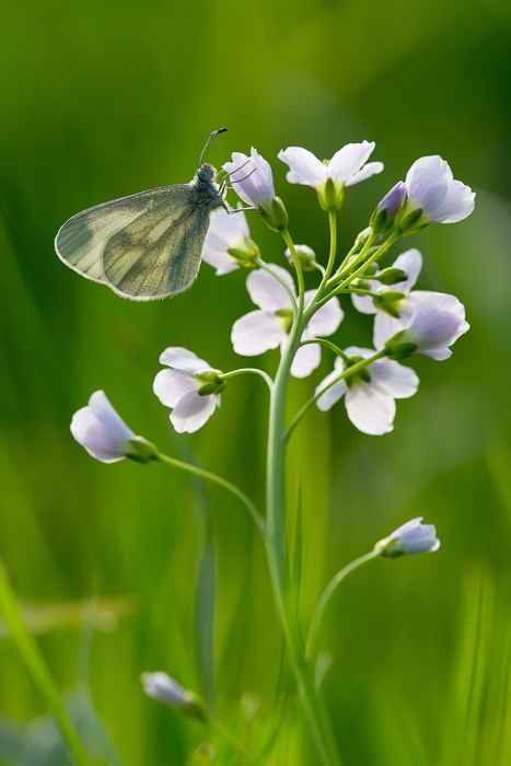 Senfweißling auf Wiesenschaumkraut 1