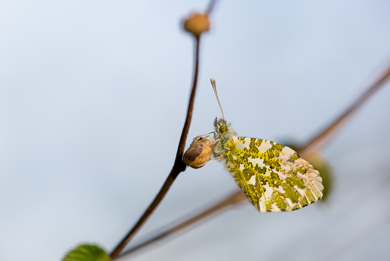 Aurorafalter männlich 3