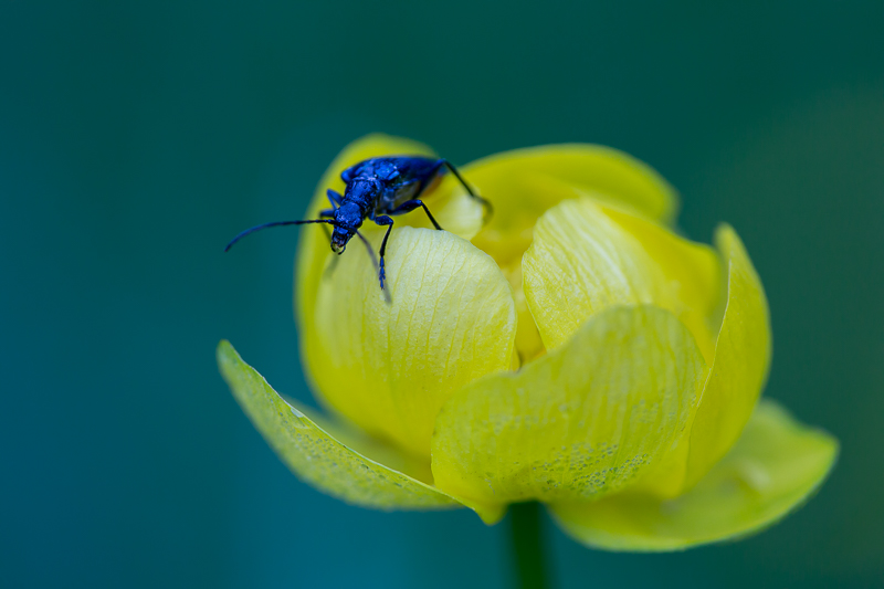Drollblume mit Käfer