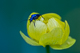 Drollblume mit Käfer