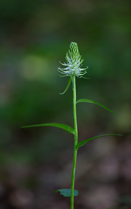 Ährige Teufelskralle