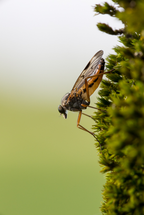 Schwarzfüßige Schnepfenfliege 2