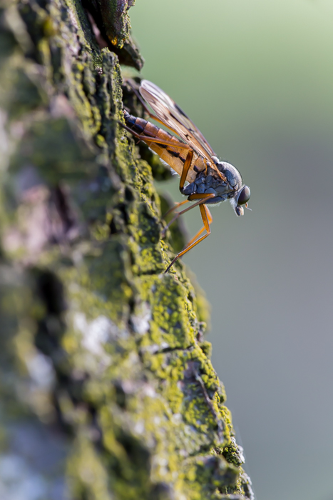 Schwarzfüßige Schnepfenfliege 3