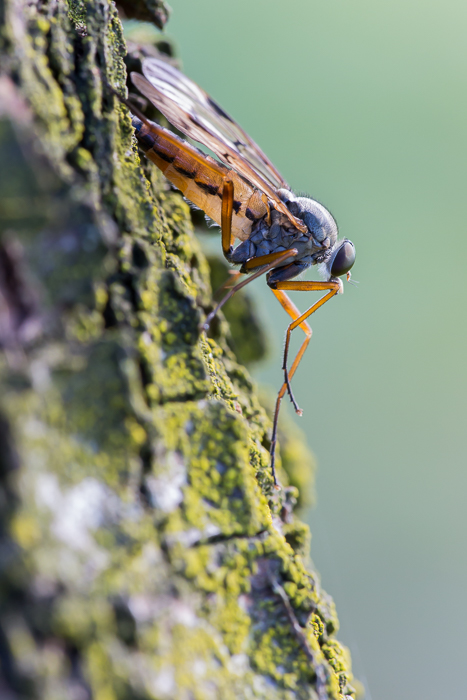 Schwarzfüßige Schnepfenfliege 4