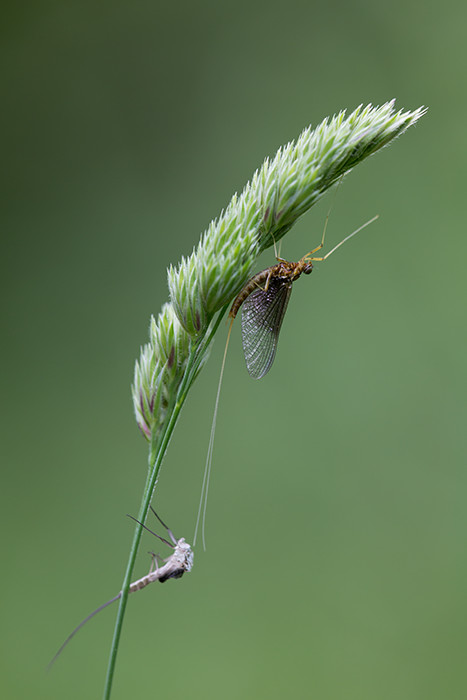 Eintagsfliege frisch geschlüpft