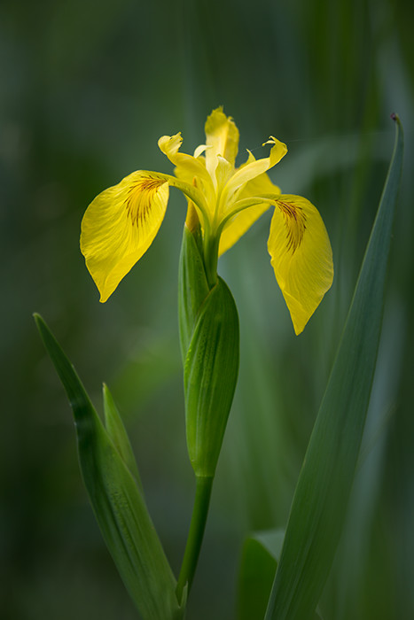 Gelbe Sumpfschwertlilie