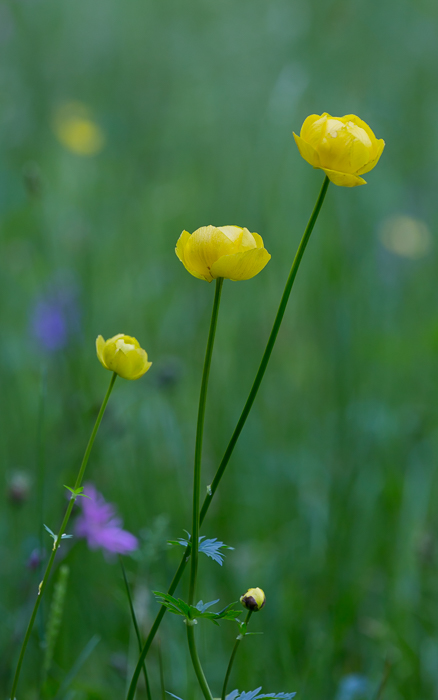 Drollblumen