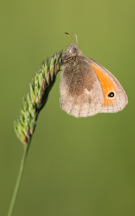 Kleines Wiesenvögelchen