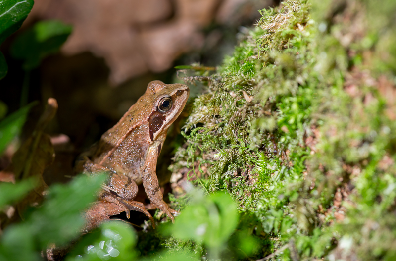 Laubfrosch