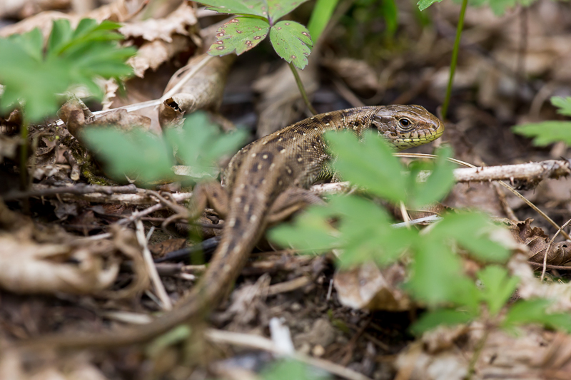Zauneidechse weiblich