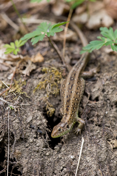 Zauneidechse weiblich