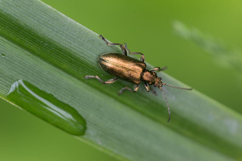 Nicht bestimmter Käfer