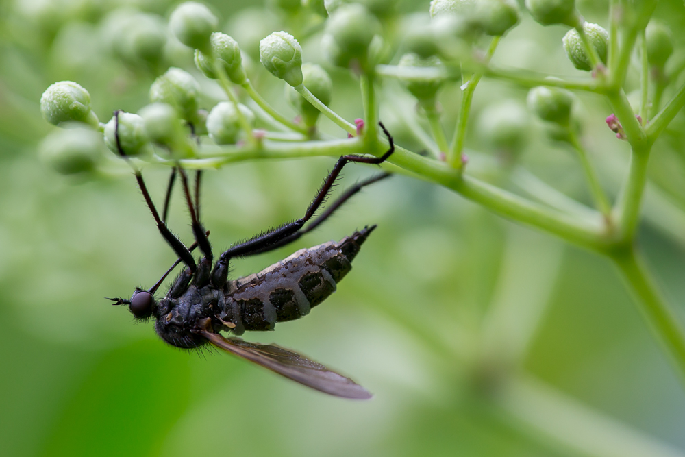 Gefürfelte Tanzfliege