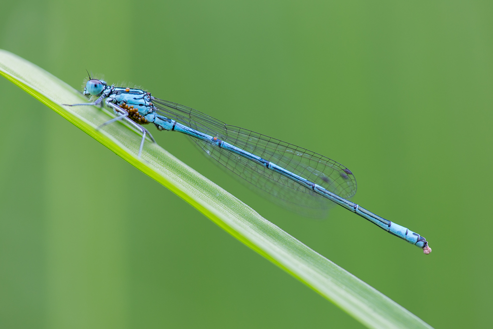 Azurjungfer mit Wassermilbenlarvenbefall