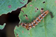 Raupe der Ampferrindeneule