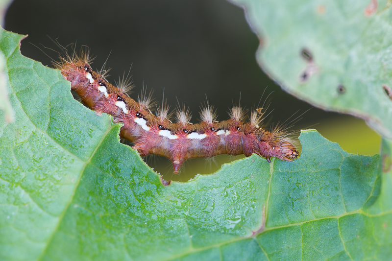 Raupe der Ampferrindeneule