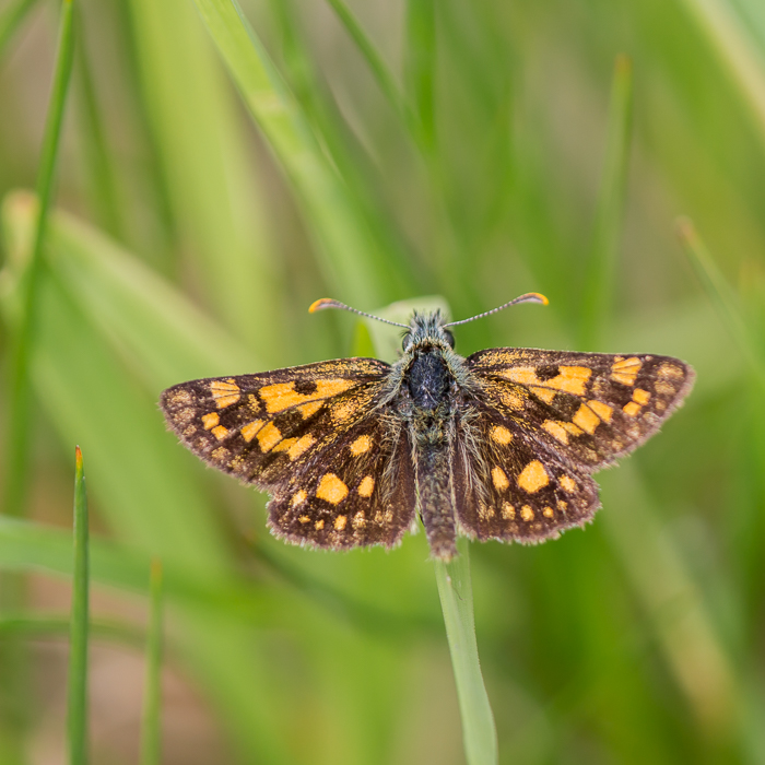 Gelbwürfeliger Dickkopffalter