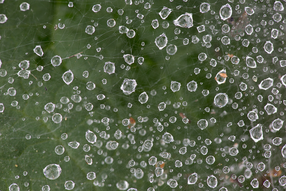 Trichterspinnennetz 1
