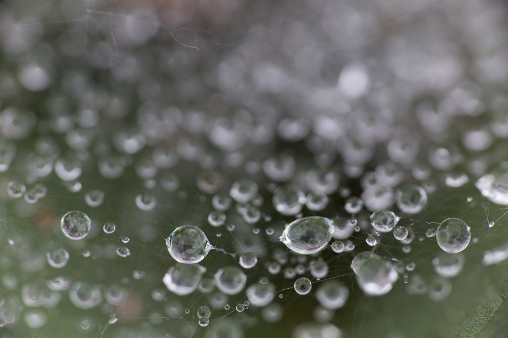 Trichterspinnennetz 3