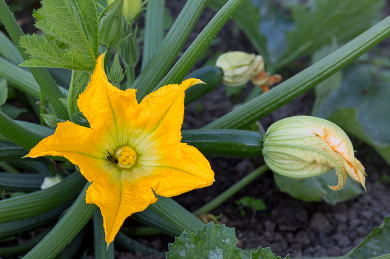 Zucchiniblüte 2