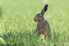 Feldhase 1