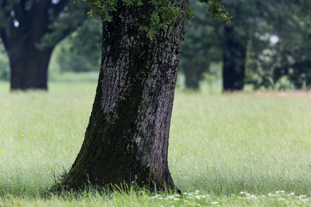 Bäume im Juni 2