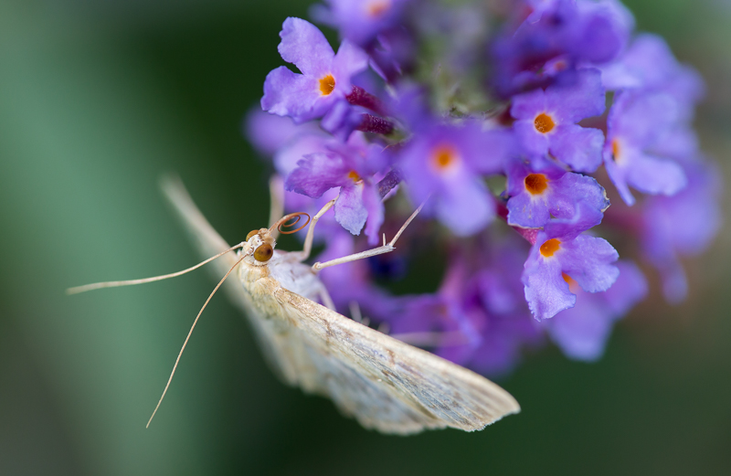 Nesselzünsler auf Sommerflieder 2
