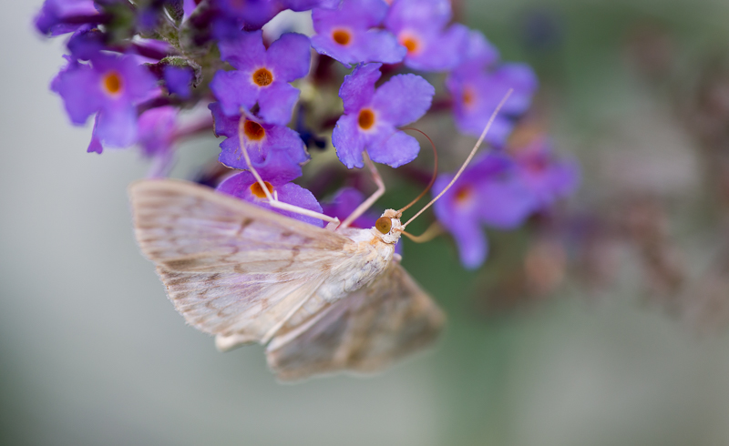 Nesselzünsler auf Sommerflieder 3