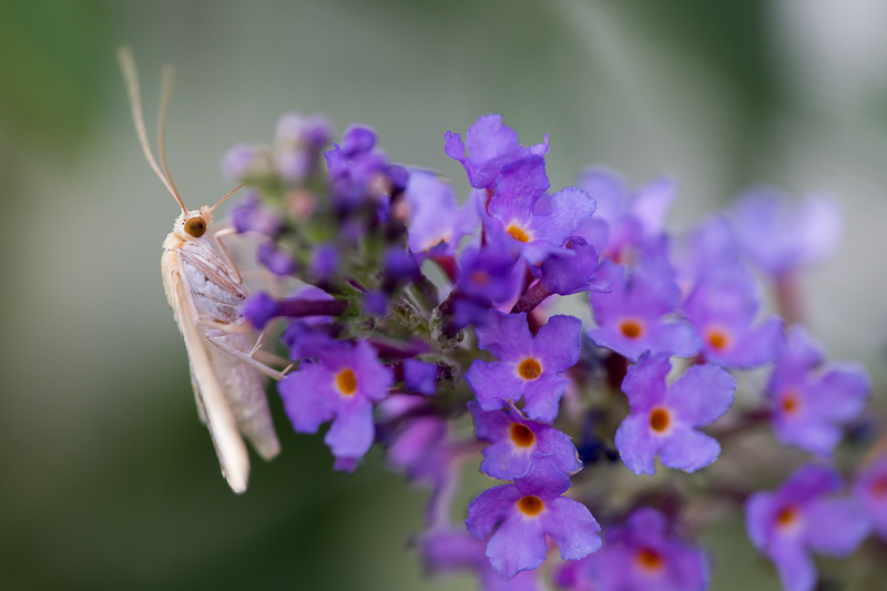 Nesselzünsler auf Sommerflieder 5