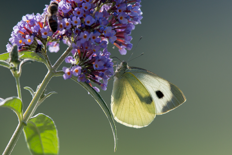 Großer Kohlweißling auf Sommerflieder