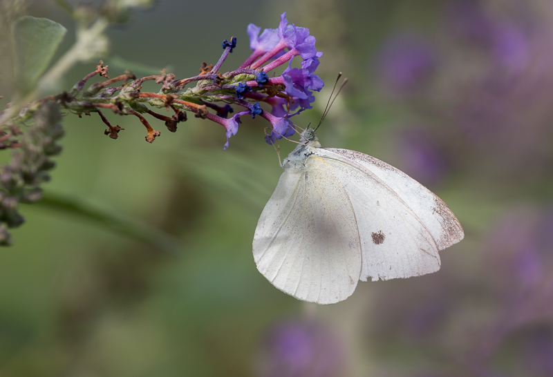 Kleiner Kohlweißling auf Sommerflieder
