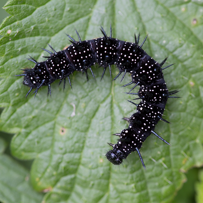 Raupe vom Tagpfauenauge