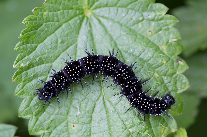 Raupe vom Tagpfauenauge